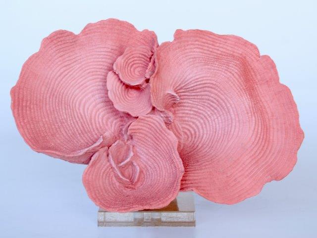 Pink Coral Ornament With Perspex Base